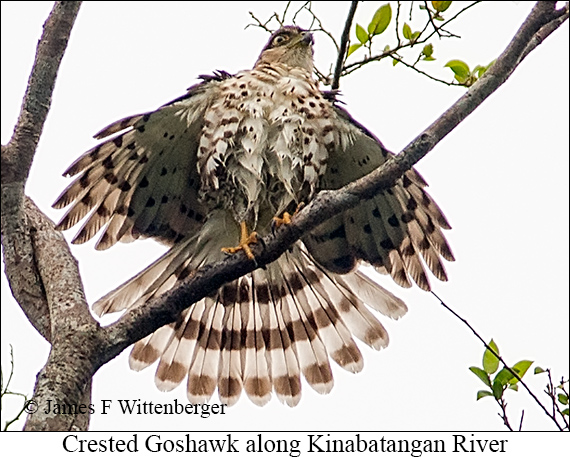 Crested Goshawk - © James F Wittenberger and Exotic Birding LLC
