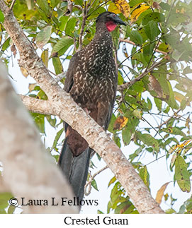 Crested Guan - © Laura L Fellows and Exotic Birding LLC