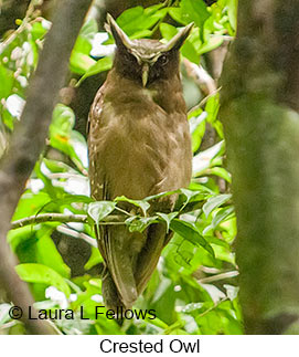 Crested Owl - © Laura L Fellows and Exotic Birding LLC