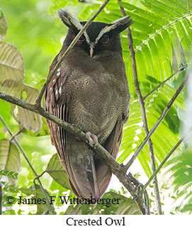 Crested Owl - © James F Wittenberger and Exotic Birding LLC