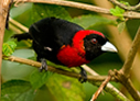 Crimson-collared Tanager - © Laura L Fellows and Exotic Birding LLC