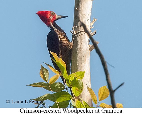 Crimson-crested Woodpecker - © Laura L Fellows and Exotic Birding LLC