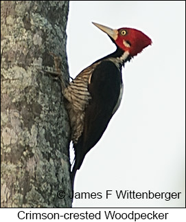 Crimson-crested Woodpecker - © James F Wittenberger and Exotic Birding LLC