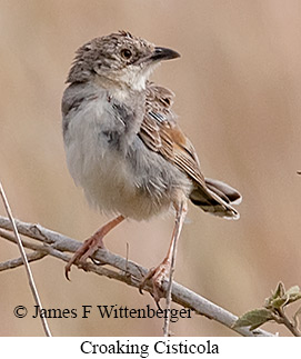 Croaking Cisticola - © James F Wittenberger and Exotic Birding LLC