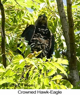 Crowned Eagle - © Laura L Fellows and Exotic Birding LLC