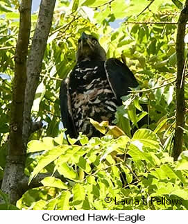 Crowned Eagle - © Laura L Fellows and Exotic Birding LLC