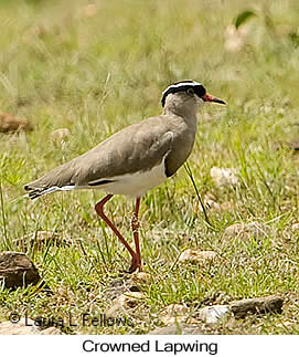 Crowned Lapwing - © Laura L Fellows and Exotic Birding LLC