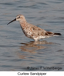 Curlew Sandpiper - © James F Wittenberger and Exotic Birding LLC