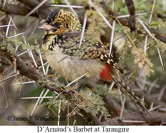 D-arnaud S Barbet - © James F Wittenberger and Exotic Birding LLC
