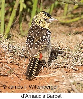 D-arnaud S Barbet - © James F Wittenberger and Exotic Birding LLC