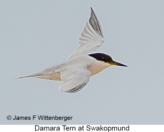 Damara Tern - © James F Wittenberger and Exotic Birding LLC