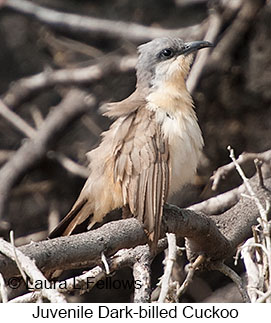 Juvenile Dark-billed Cuckoo - © Laura L Fellows and Exotic Birding LLC