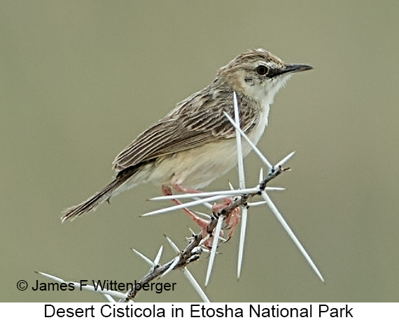 Desert Cisticola - © James F Wittenberger and Exotic Birding LLC