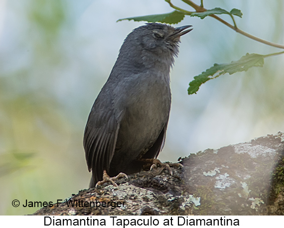 Diamantina Tapaculo - © James F Wittenberger and Exotic Birding LLC