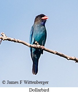 Dollarbird - © James F Wittenberger and Exotic Birding LLC