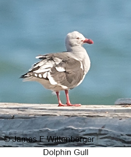 Dolphin Gull - © James F Wittenberger and Exotic Birding LLC