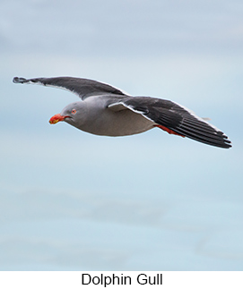 Dolphin Gull in Argentina