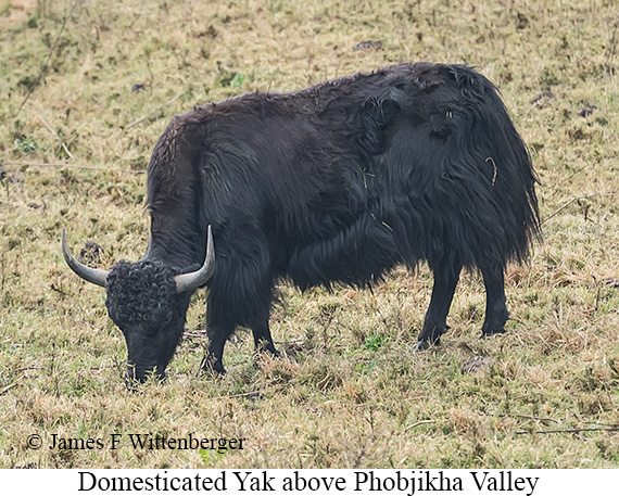 Domesticated Yak - © James F Wittenberger and Exotic Birding LLC