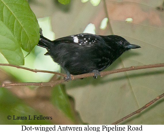 Dot-winged Antwren - © Laura L Fellows and Exotic Birding LLC