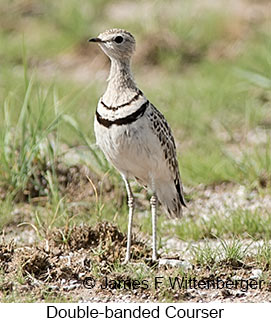 Double-banded Courser - © James F Wittenberger and Exotic Birding LLC