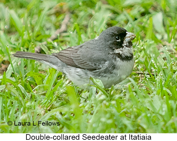 Double-collared Seedeater - © Laura L Fellows and Exotic Birding LLC