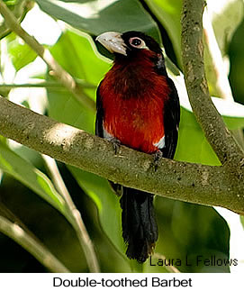 Double-toothed Barbet - © Laura L Fellows and Exotic Birding LLC