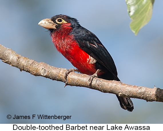 Double-toothed Barbet - © James F Wittenberger and Exotic Birding LLC