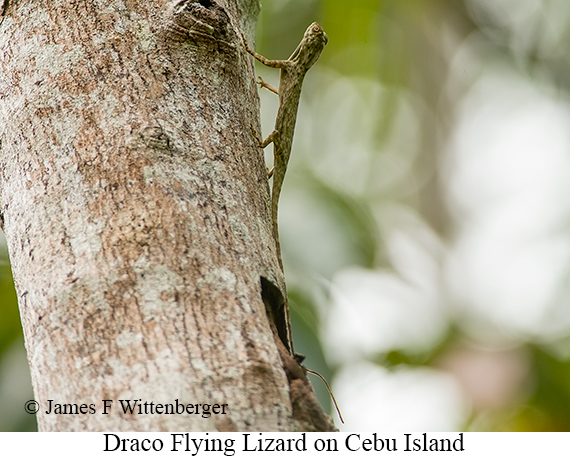 Draco-flying Lizard - © James F Wittenberger and Exotic Birding LLC