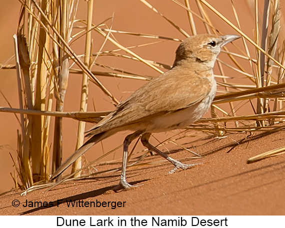 Dune Lark - © James F Wittenberger and Exotic Birding LLC