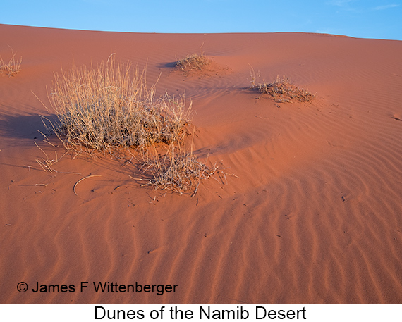 Dunes - © James F Wittenberger and Exotic Birding LLC