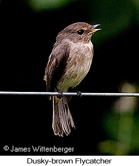 Dusky-brown Flycatcher - © James F Wittenberger and Exotic Birding LLC