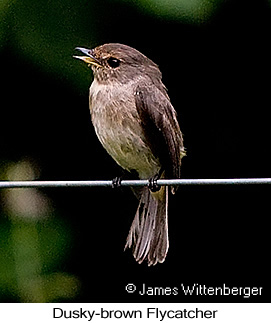 Dusky-brown Flycatcher - © James F Wittenberger and Exotic Birding LLC