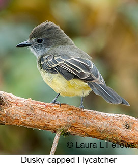 Dusky-capped Flycatcher - © Laura L Fellows and Exotic Birding LLC