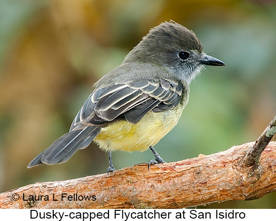 Dusky-capped Flycatcher - © Laura L Fellows and Exotic Birding LLC