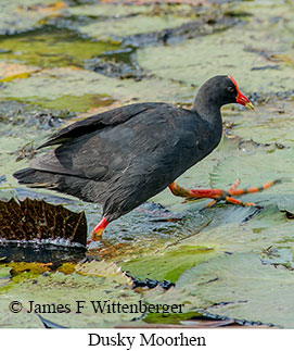 Dusky Moorhen - © James F Wittenberger and Exotic Birding LLC