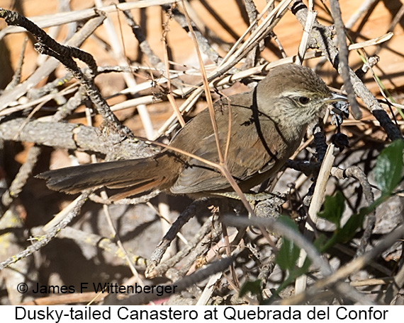 Dusky-tailed Canastero - © James F Wittenberger and Exotic Birding LLC