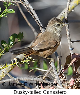 Dusky-tailed Canastero - © James F Wittenberger and Exotic Birding LLC