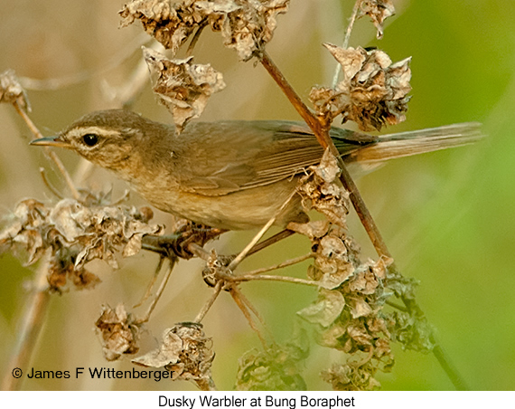 Dusky Warbler - © James F Wittenberger and Exotic Birding LLC