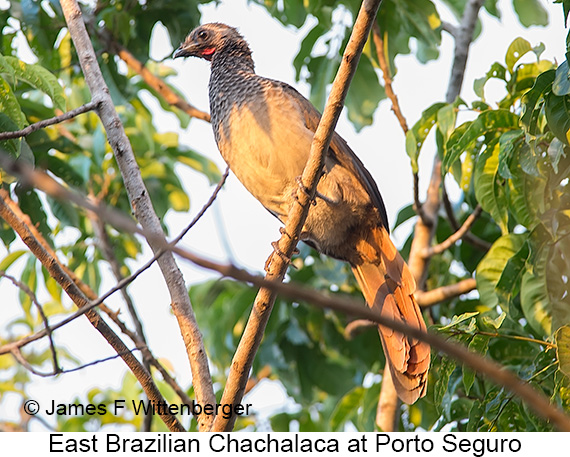 East Brazilian Chachalaca - © James F Wittenberger and Exotic Birding LLC