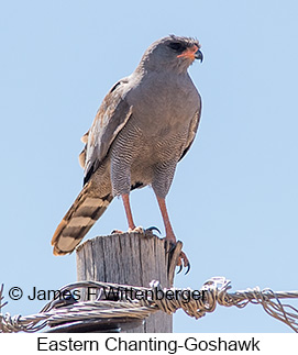 Eastern Chanting-Goshawk - © James F Wittenberger and Exotic Birding LLC
