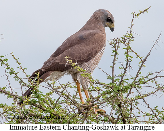 Eastern Chanting-Goshawk - © James F Wittenberger and Exotic Birding LLC