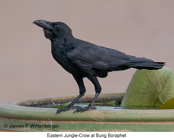 Eastern Jungle-Crow - © James F Wittenberger and Exotic Birding LLC
