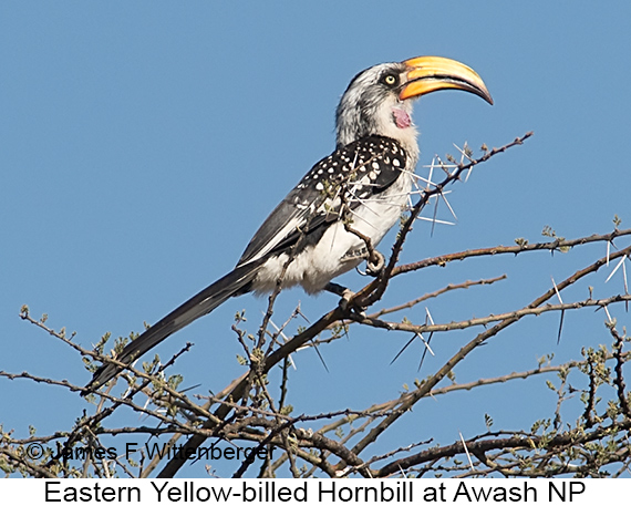 Eastern Yellow-billed Hornbill - © James F Wittenberger and Exotic Birding LLC