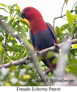 Eclectus Parrot - © James F Wittenberger and Exotic Birding LLC