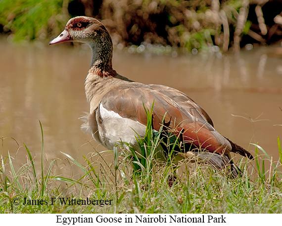 Egyptian Goose - © James F Wittenberger and Exotic Birding LLC