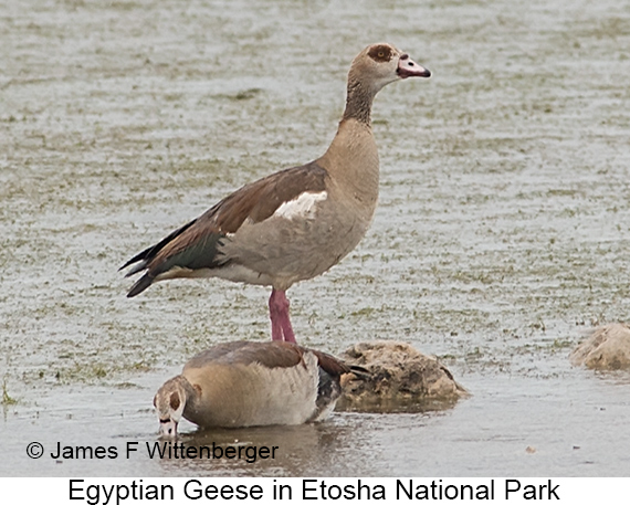 Egyptian Goose - © James F Wittenberger and Exotic Birding LLC