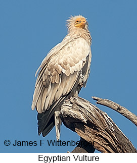 Egyptian Vulture - © James F Wittenberger and Exotic Birding LLC