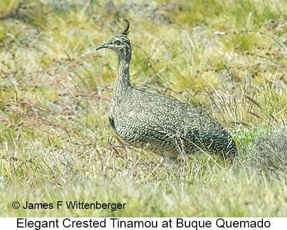 Elegant Crested-Tinamou - © James F Wittenberger and Exotic Birding LLC