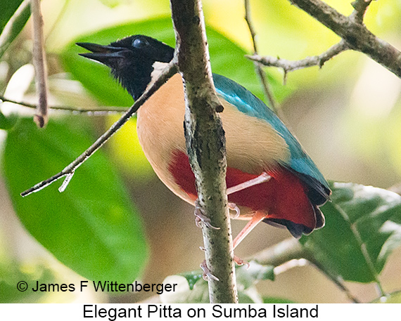 Elegant Pitta - © James F Wittenberger and Exotic Birding LLC