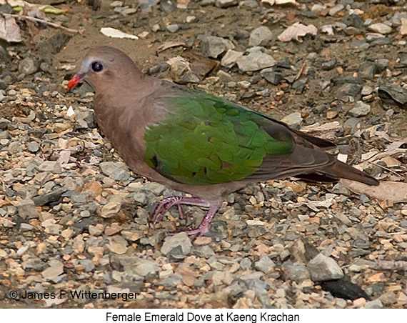 Emerald-dove Female - © James F Wittenberger and Exotic Birding LLC